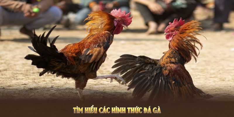 Đá Gà 88BET Và Những Hình Thức Cược Thú Vị Nên Tham Gia